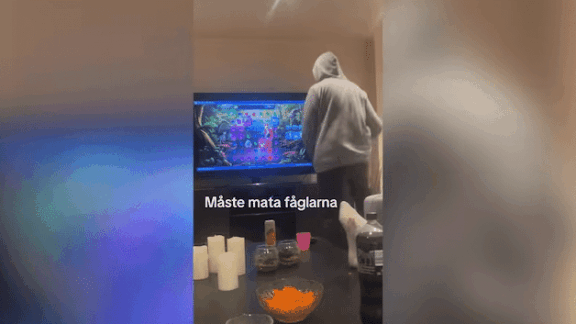 Trend på TikTok om att ”Mata fåglarna” lockar unga till nätcasino